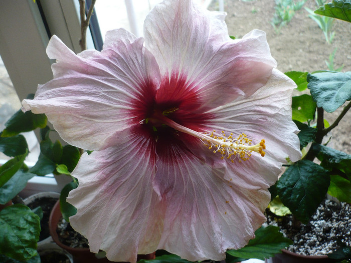 P1120413 - HIBISCUSI 2012-1