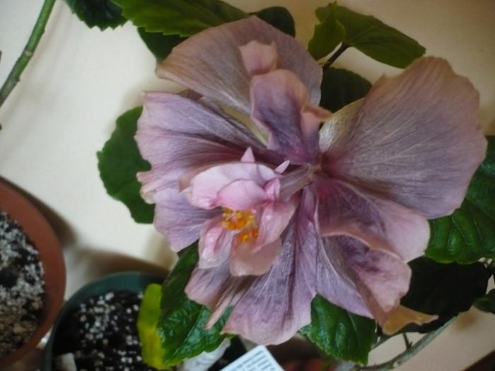 P1120415 - HIBISCUSI 2012-1