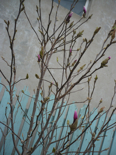 P1120469 - GRADINA 2012