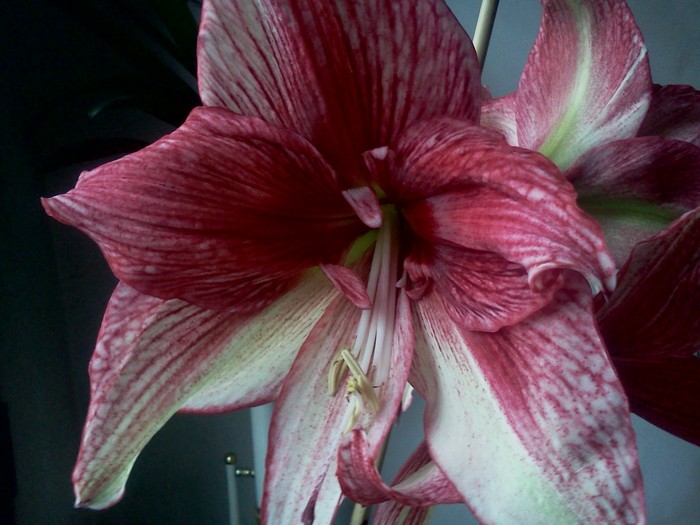  - AMARYLLIDACEAE-Hippeastrum