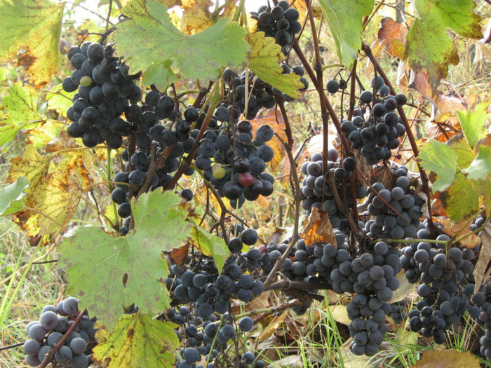 struguri din gradina