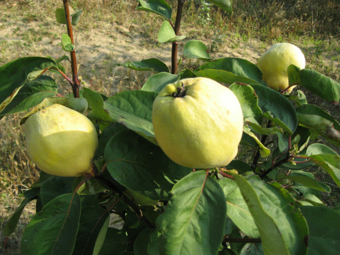 pui de gutui - pomi fructiferi