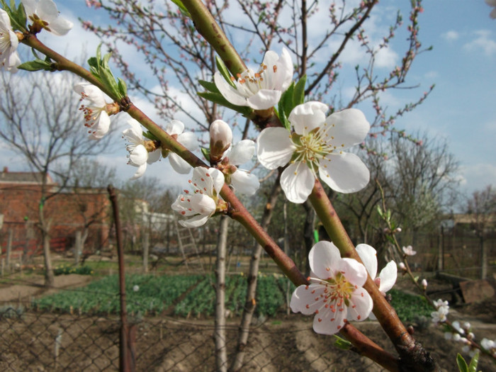 piersic - Flori primavara 2012