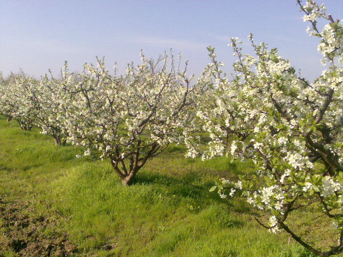 livada primavara-pruni