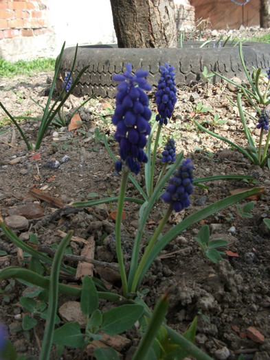 muscari - Flori primavara 2012