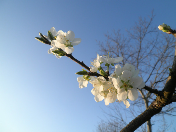 P3300162 - PRINTEMPS2012