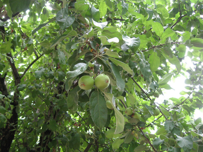 mere - pomi fructiferi
