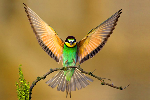 1-birds