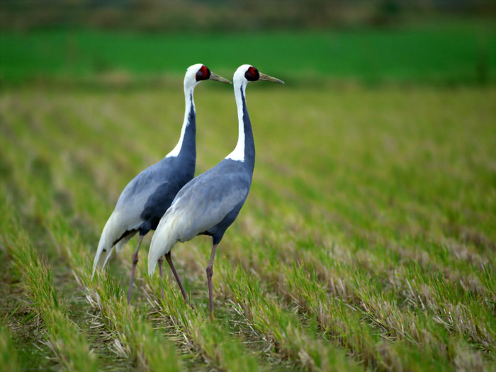 Amazing Birds Wallpapers-2 1600 X 1200