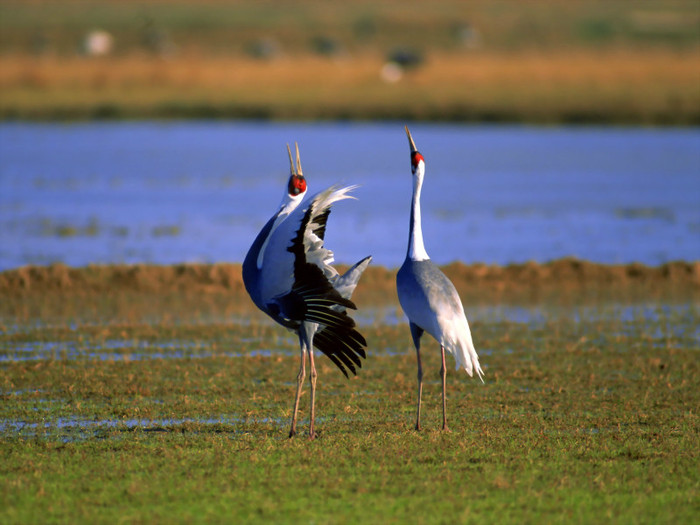 Amazing Birds Wallpapers-4 1600 X 1200