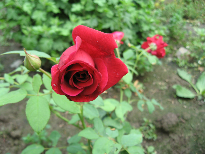 trandafiri - gradina mea