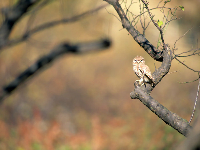 Amazing Birds Wallpapers-8 1600 X 1200