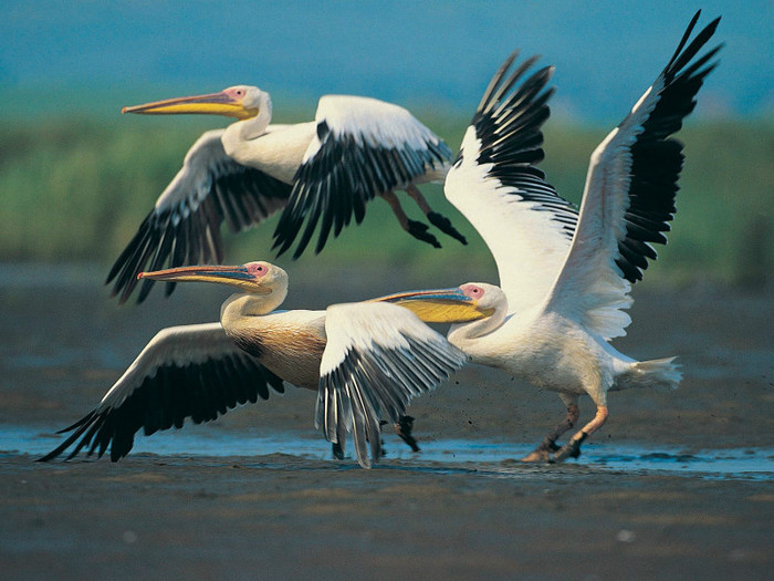 amazing_wild_life_photography_birds_desktop_wallpapers_2