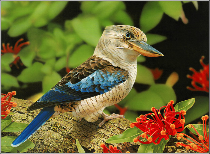 amazing_wild_life_photography_birds_desktop_wallpapers_4