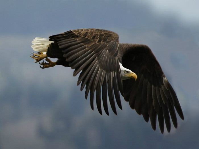 amazing_wild_life_photography_birds_desktop_wallpapers_6