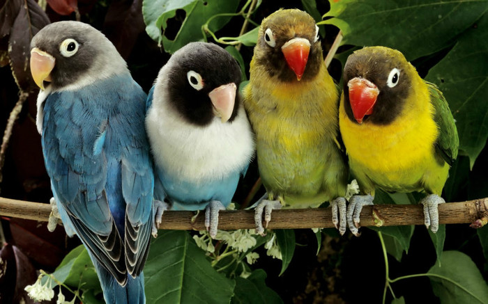 Beautiful Colorful Cute Birds Wallpapers (12)