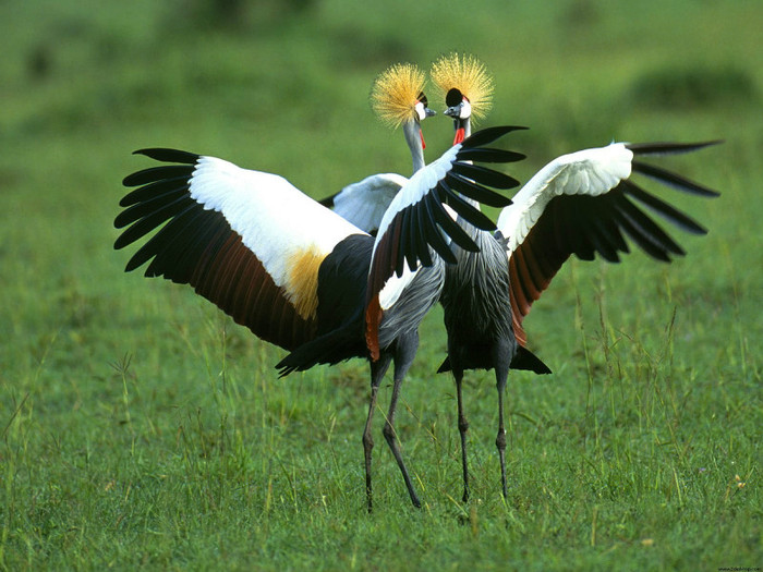 Beautiful Birds Wallpapers (19)