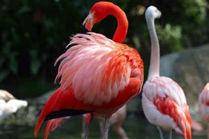 Beautiful-birds (2)