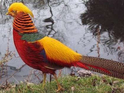 Beautiful-birds (3)