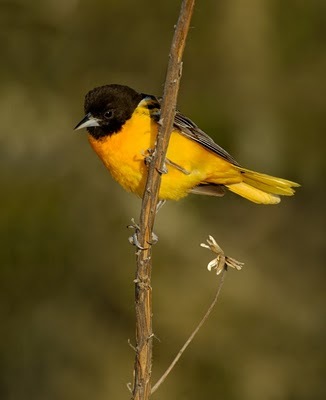 Beautiful-birds (7)