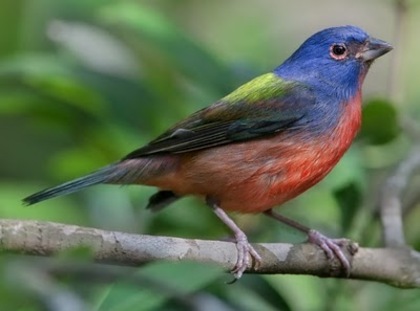 Beautiful-birds (8)