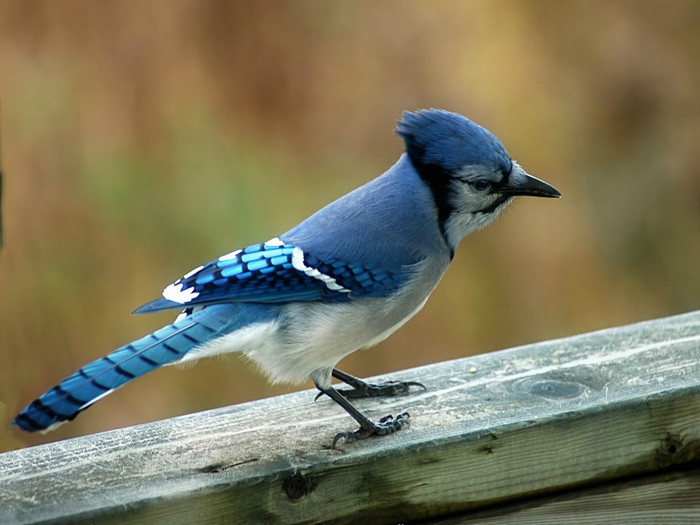beautiful-birds-wallpapers_blue-jay-bird-widescreen-wallpaper