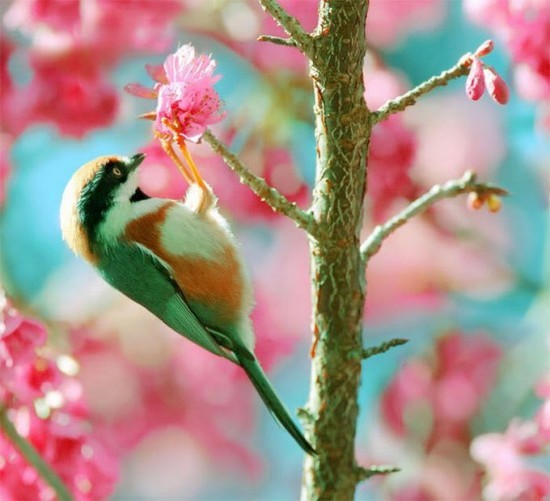 Beauty_of_The_Birds_by_John_Soong__17-550x501