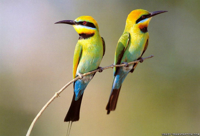 Birds-wallpaper-for-desktop