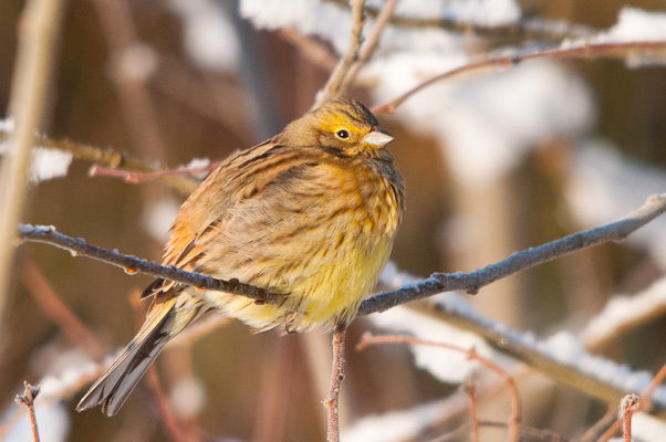 DSC8727_400_gulsparv-hona - the most beautiful bird