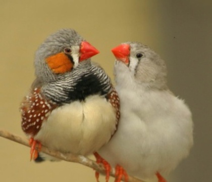 finches2 - the most beautiful bird