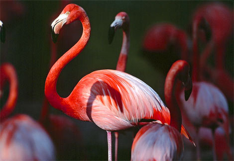 Flamingo - the most beautiful bird