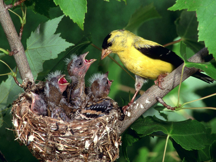 gold-finch-feeding-his-young-ones-birds-pictures-wallpapers - the most beautiful bird