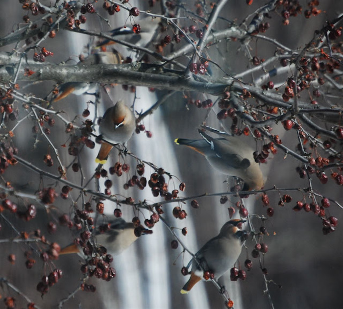 DSC_8337 - the most beautiful bird