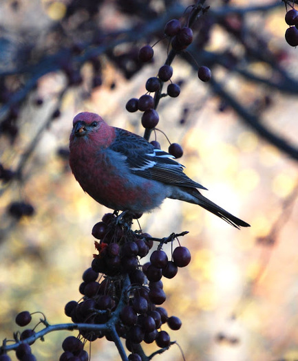 great rosy bird winter 07 - the most beautiful bird
