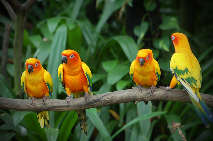 Love birds - the most beautiful bird