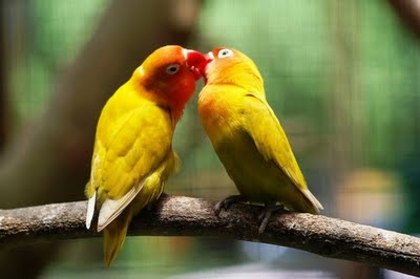 Lovely Birds wallpapers - the most beautiful bird