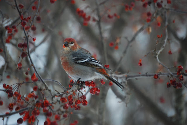 pine grosbeak young male - the most beautiful bird