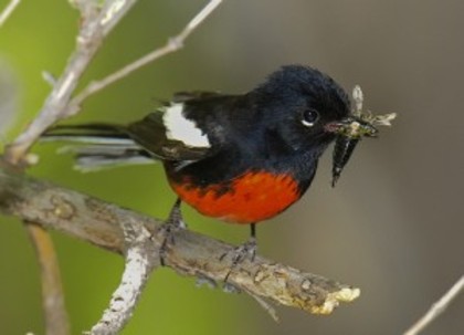 The-Painted-Redstart-300x217