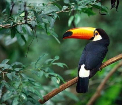 tropical-birds2 - the most beautiful bird