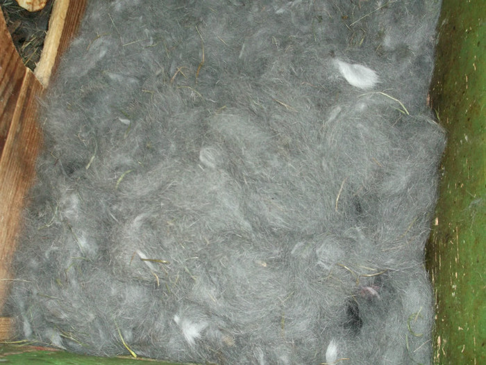 AICI ESTE CUIBUL DE IEPURI - FERMA LUI NENEA TONY