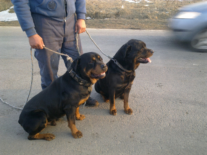 10032012317 - pui rottweiler