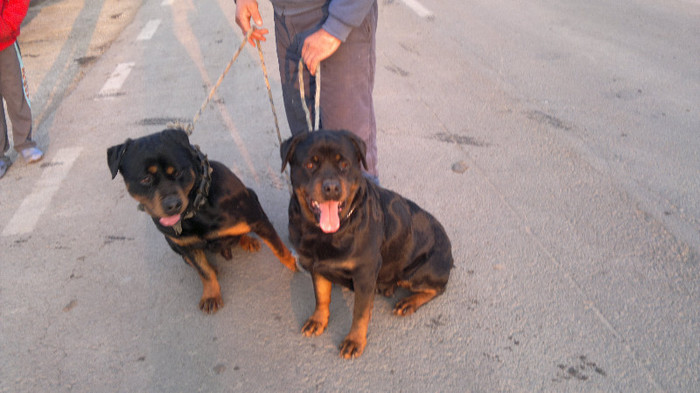 10032012664 - pui rottweiler