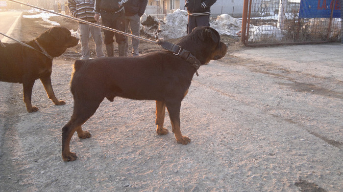 10032012669 - pui rottweiler