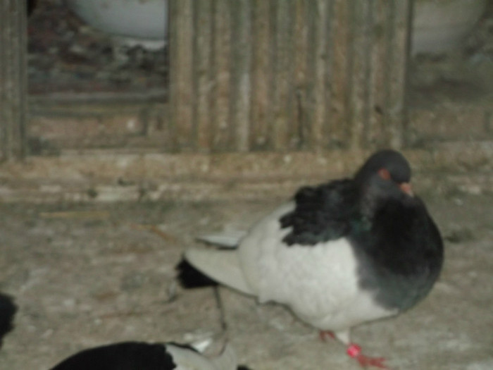 DSCF4027