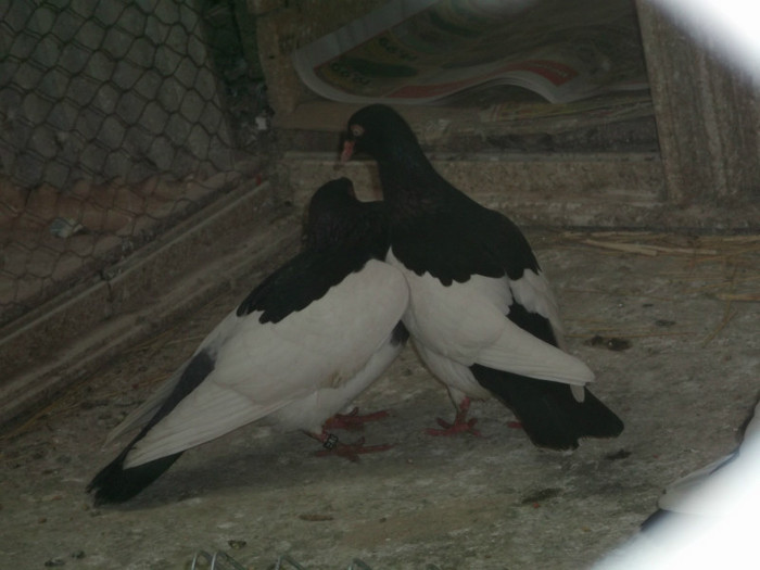 CE ZICI DE UNA SCURTA???