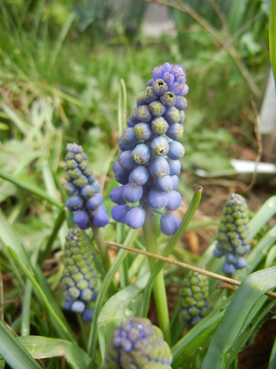 Muscari armeniacum (2012, April 06)