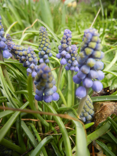 Muscari armeniacum (2012, April 06) - Muscari Armeniacum