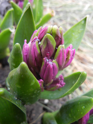 Hyacinth Amethyst (2012, April 06) - Hyacinth Amethyst