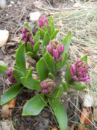 Hyacinth Amethyst (2012, April 06)