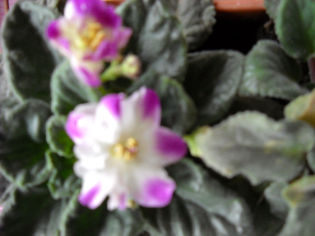 7.04.2012 ;-Alb cu mov